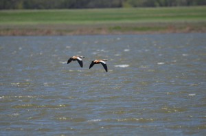Огари (Tadorna ferruginea)          